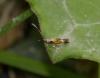 Mompha sp.